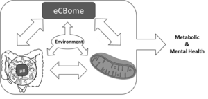Figure 1 eCBome